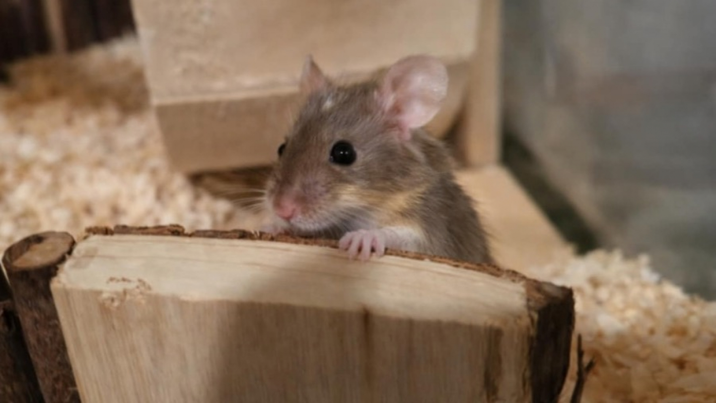 Photo #1 de Chocobon