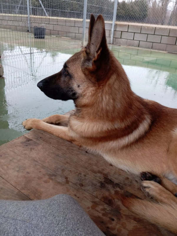 Photo #1 de ALIKAM, Un chien exemplaire, parfait !