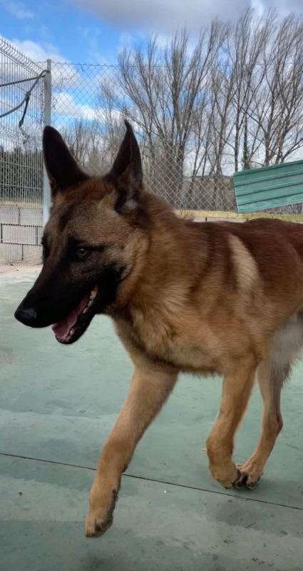 Photo #2 de ALIKAM, Un chien exemplaire, parfait !