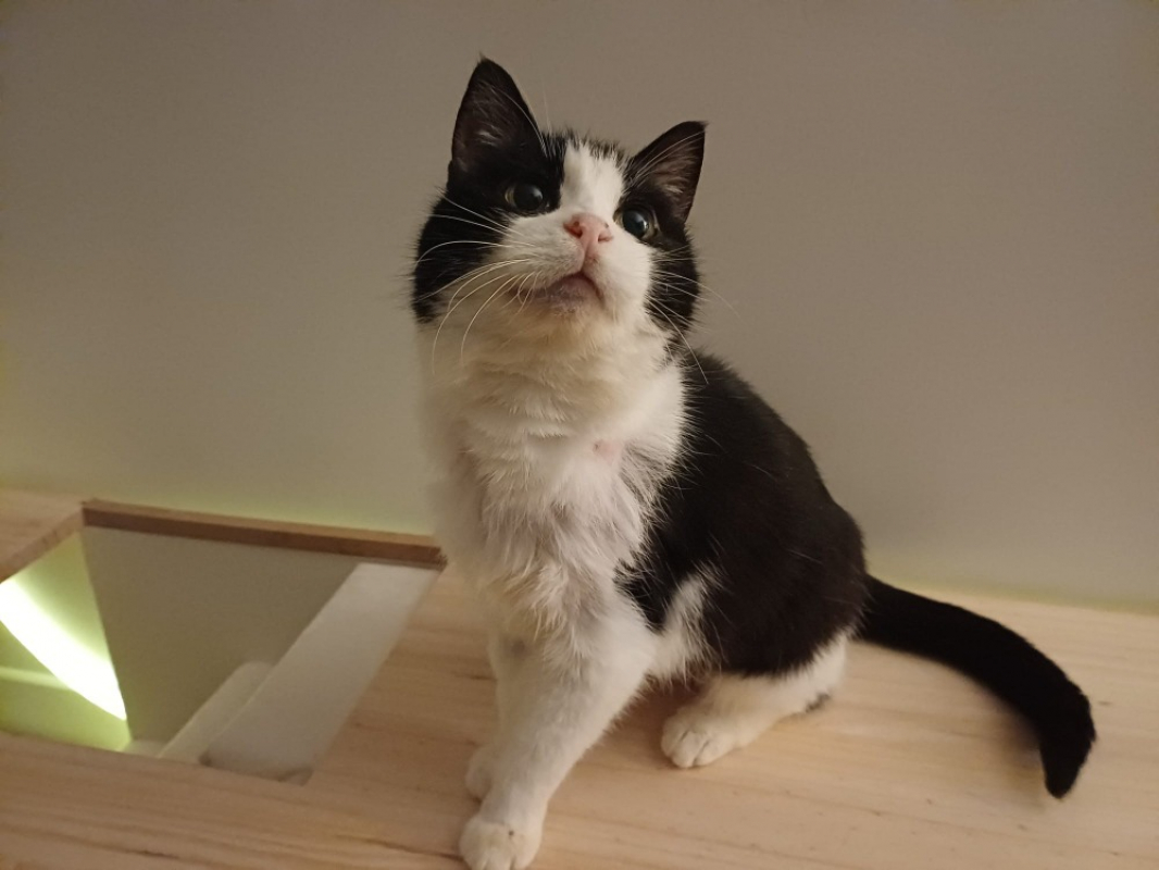 Photo #2 de Chassneij