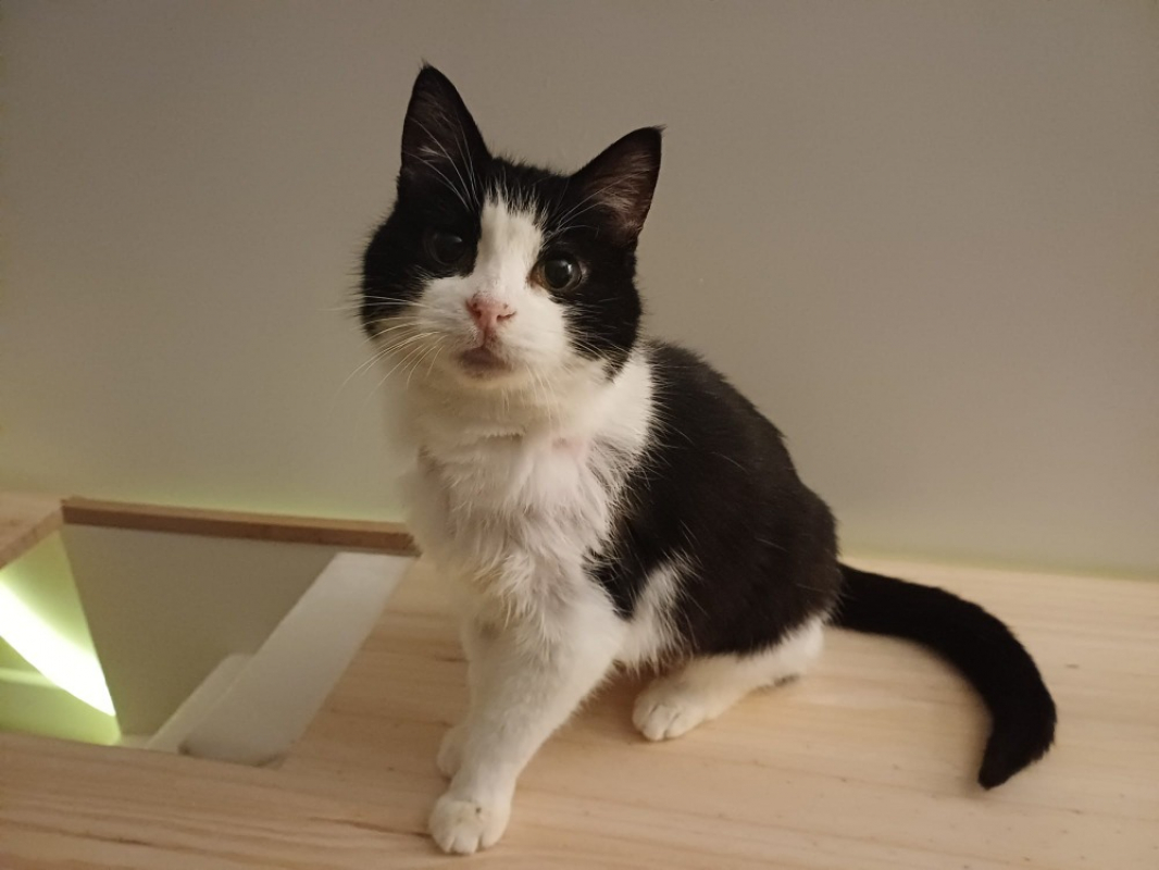 Photo #1 de Chassneij