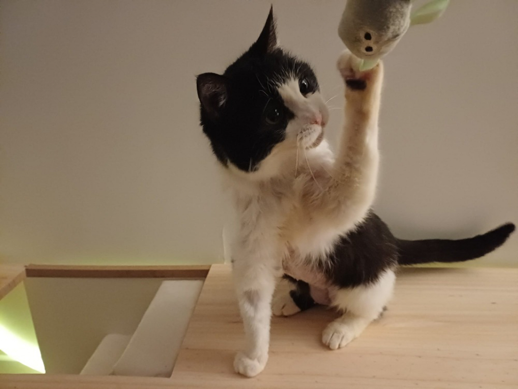 Photo #7 de Chassneij