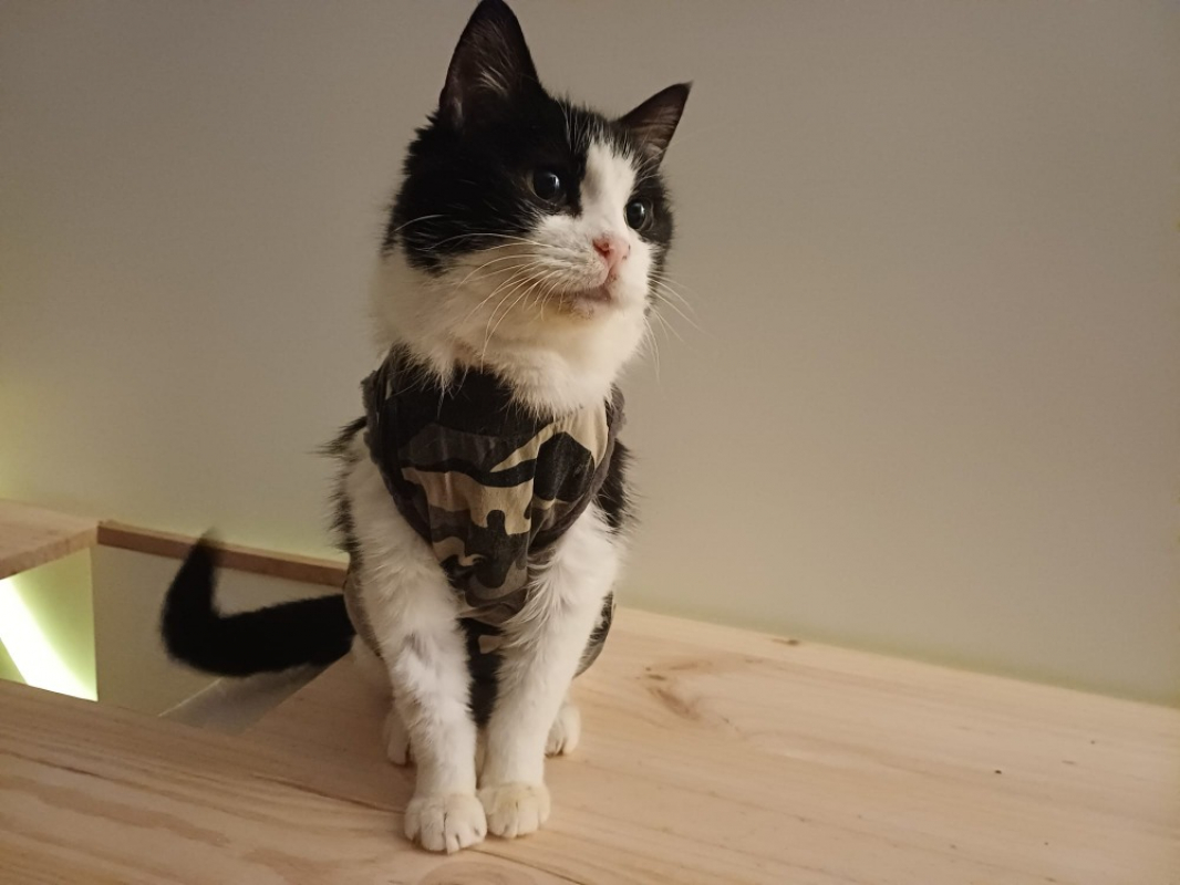 Photo #8 de Chassneij