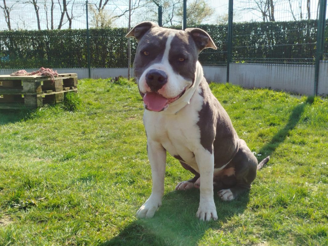 Ywa - Chien American Bully à adopter