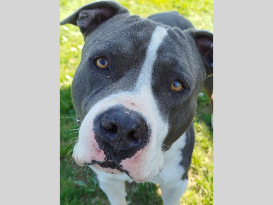 Ywa - Chien American Bully à adopter - photo 2