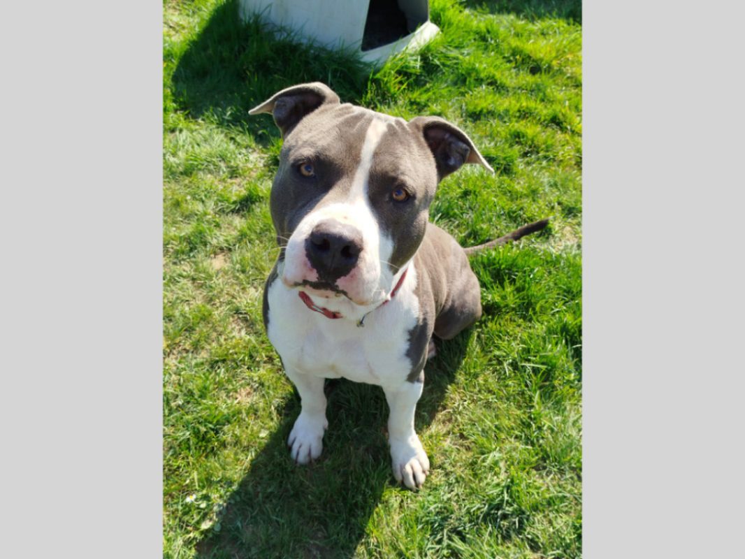 Ywa - Chien American Bully à adopter - photo 3