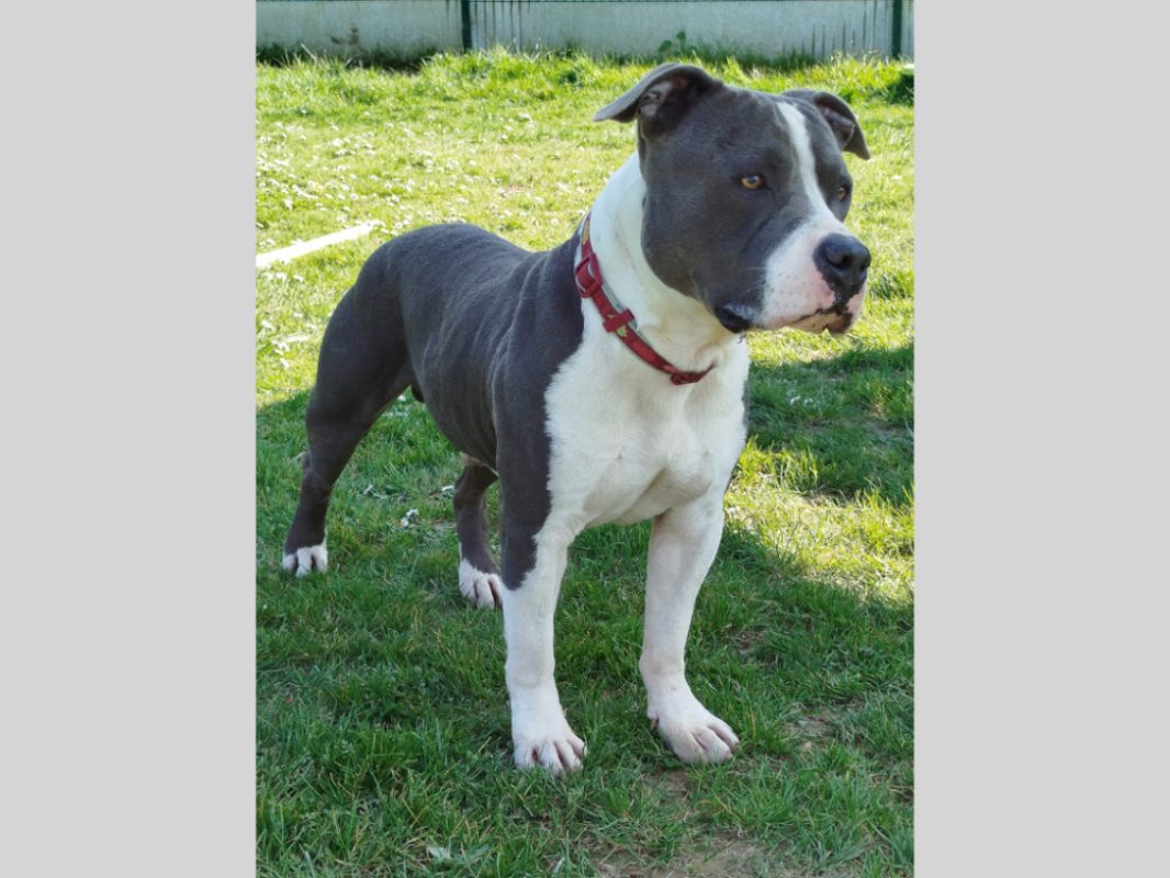 Ywa - Chien American Bully à adopter - photo 4