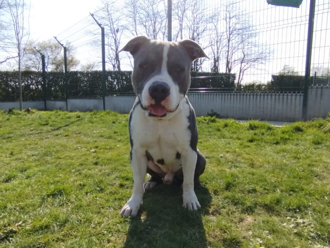Ywa - Chien American Bully à adopter - photo 5