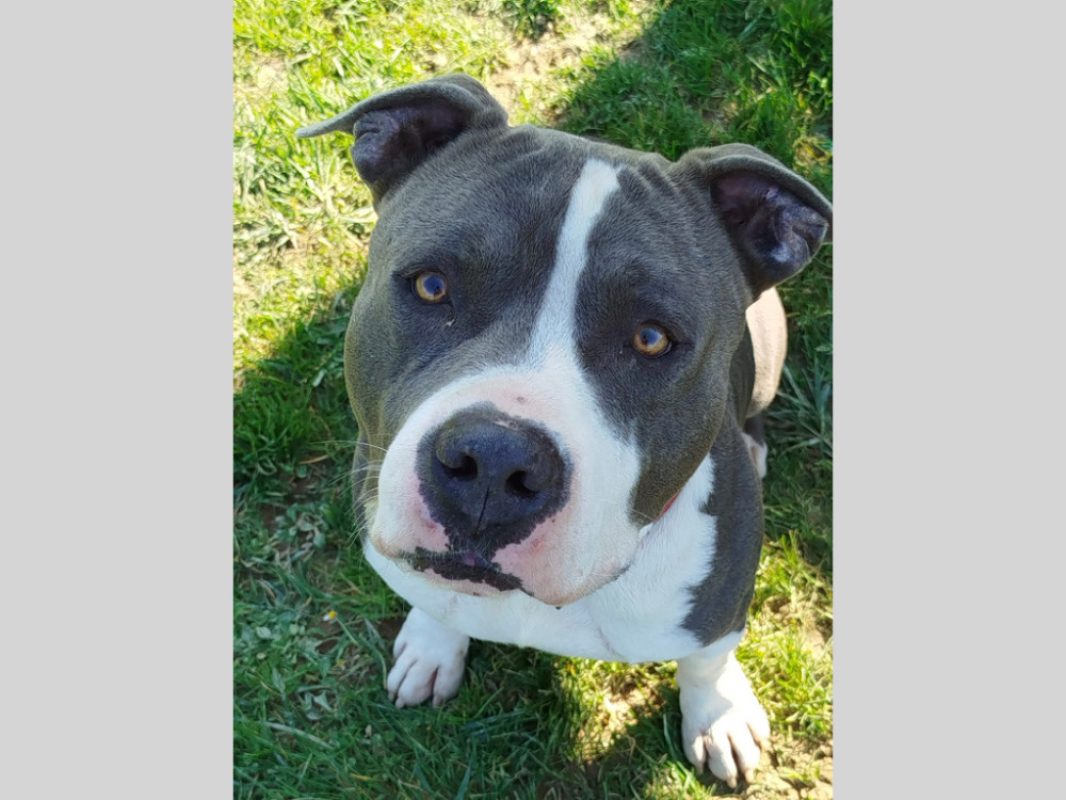 Ywa - Chien American Bully à adopter - photo 6