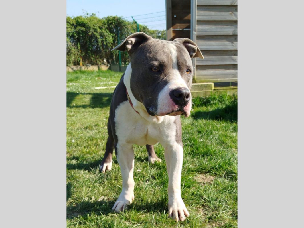 Ywa - Chien American Bully à adopter - photo 7