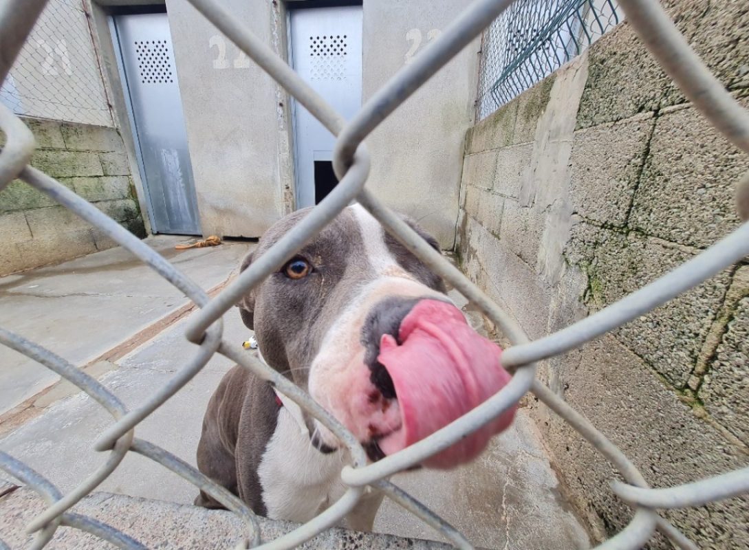 Ywa - Chien American Bully à adopter - photo 8