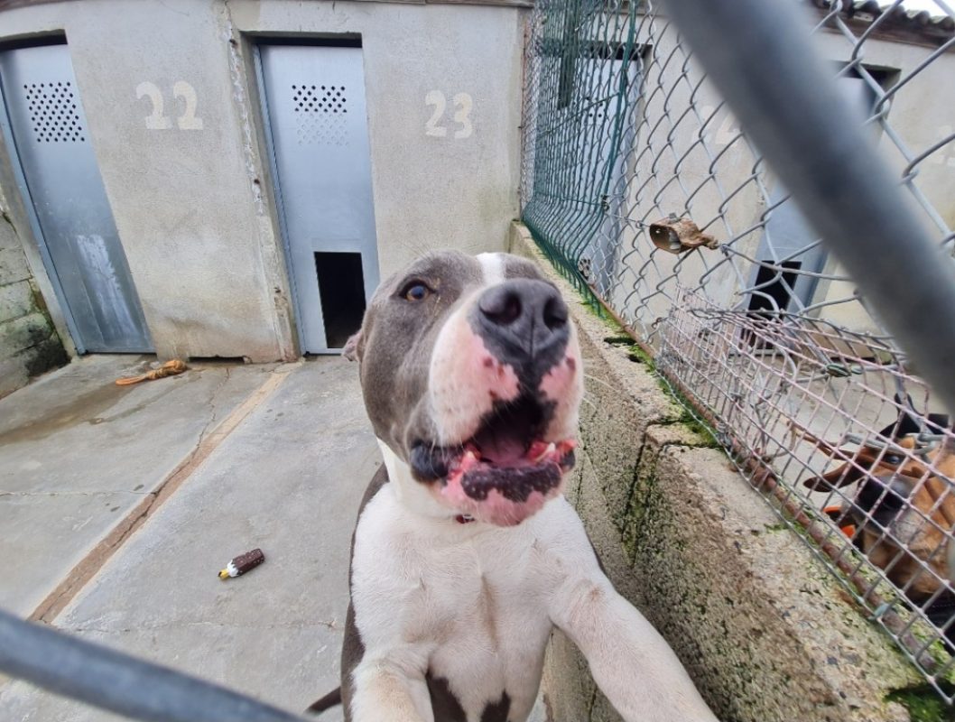 Ywa - Chien American Bully à adopter - photo 11