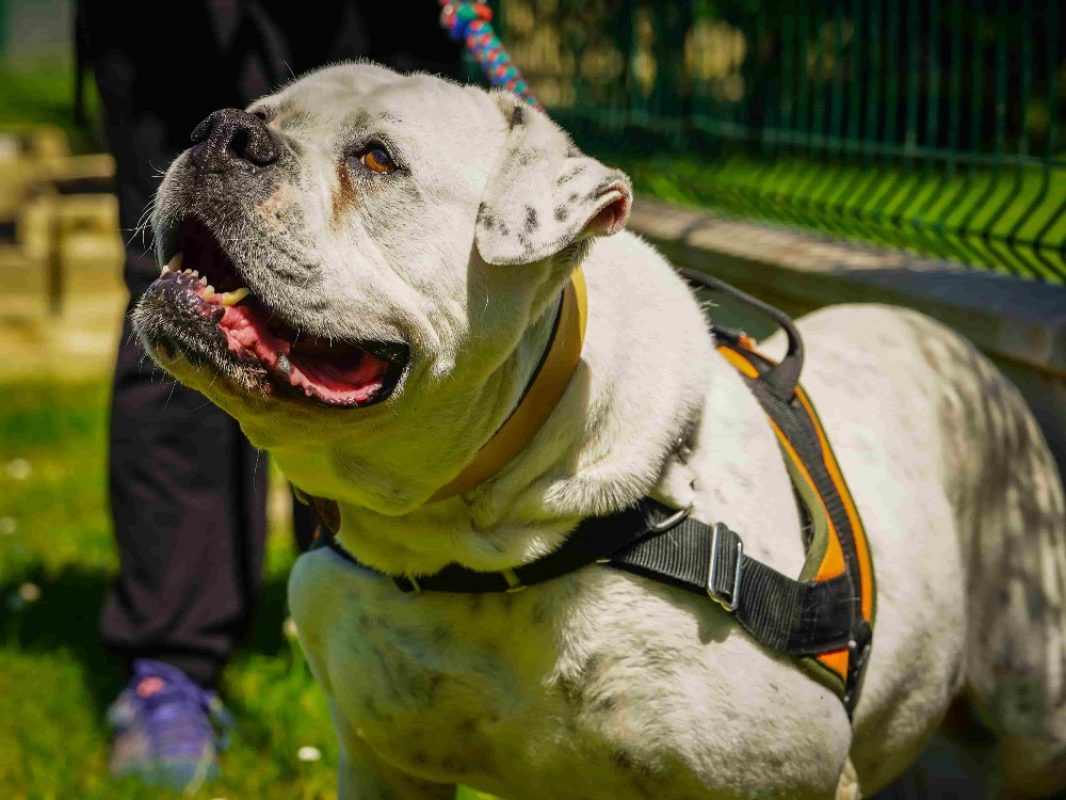 Chanel - Chien Bouledogue Américain à adopter - photo 4