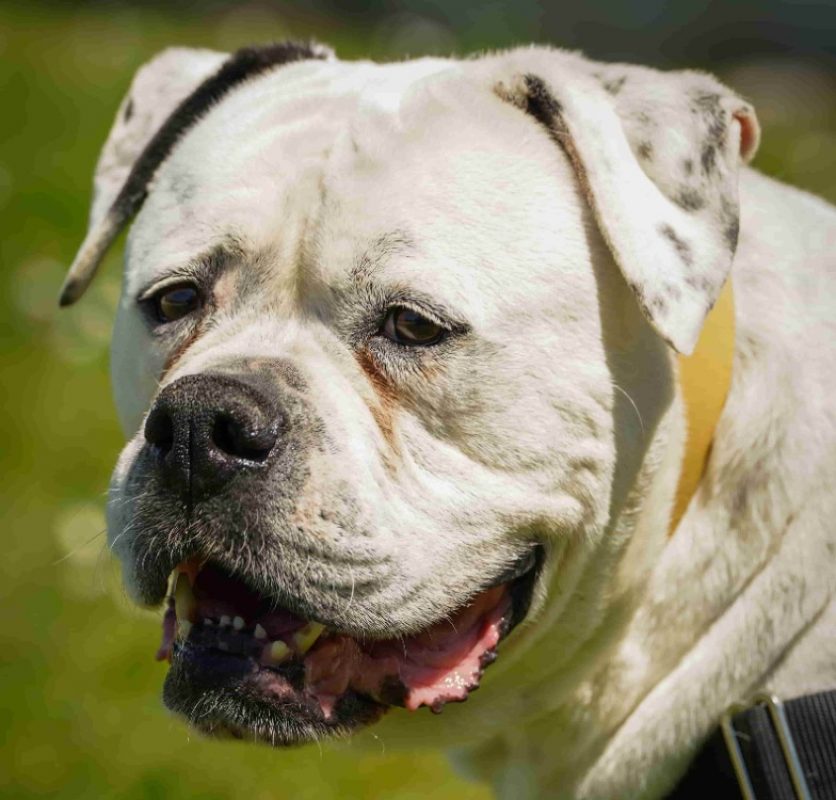 Chanel - Chien Bouledogue Américain à adopter