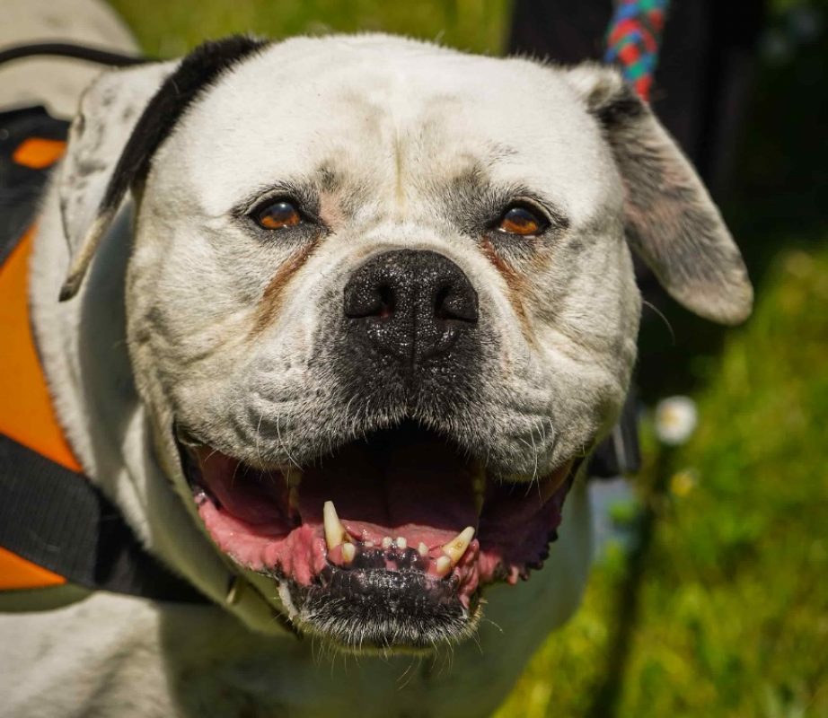 Chanel - Chien Bouledogue Américain à adopter - photo 2