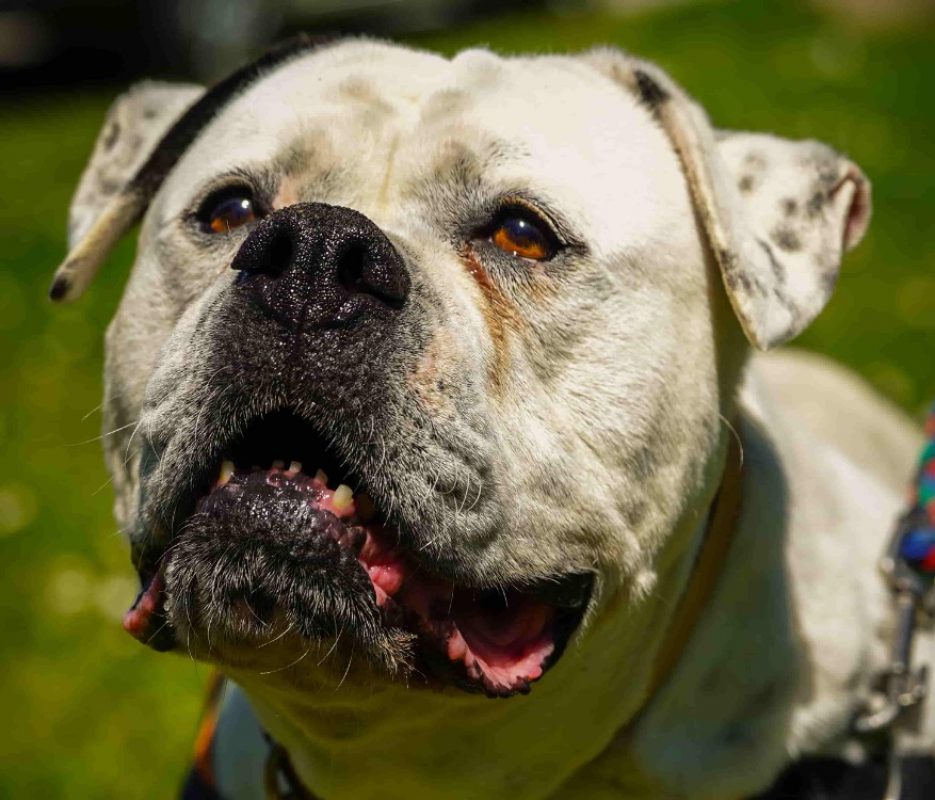 Chanel - Chien Bouledogue Américain à adopter - photo 3
