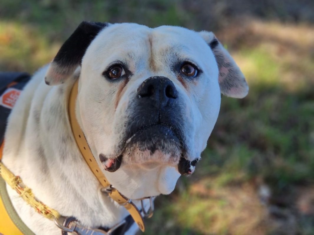 Chanel - Chien Bouledogue Américain à adopter - photo 5