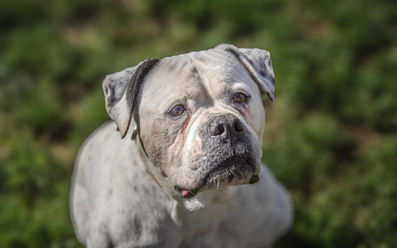 Chanel - Chien Bouledogue Américain à adopter - photo 2