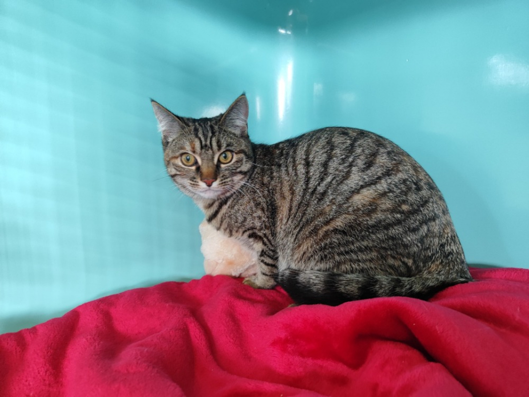 Photo #1 de Candy promise