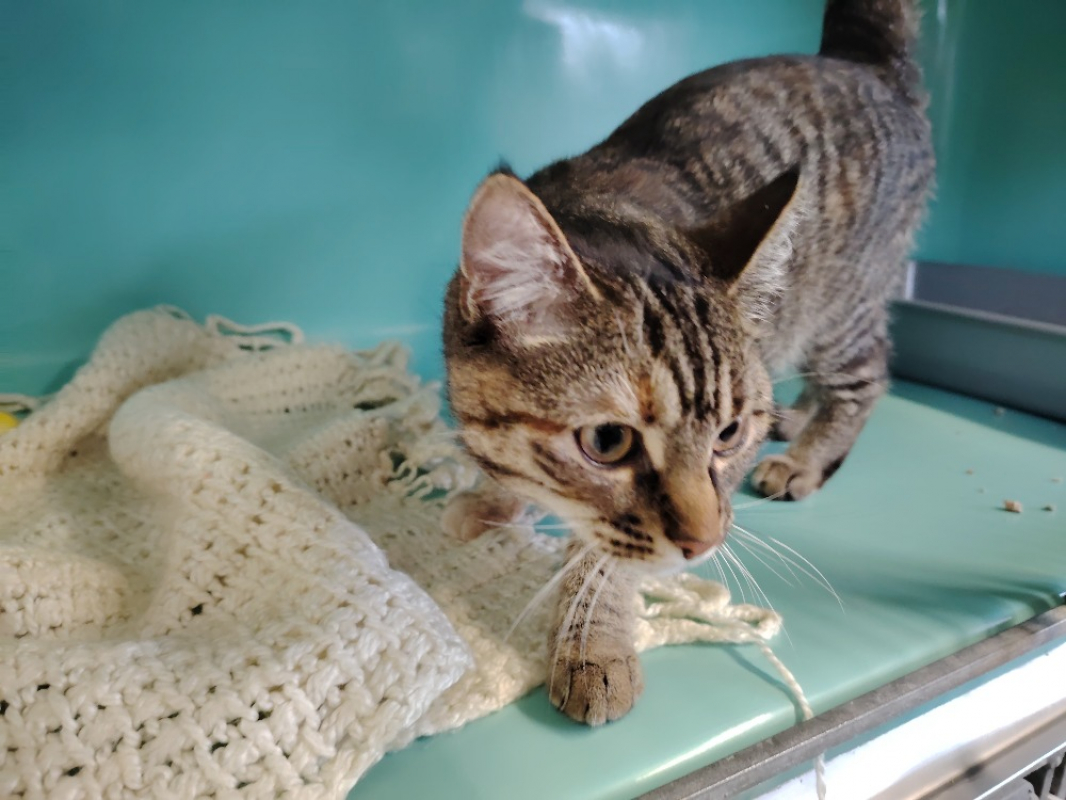 Photo #2 de Candy promise