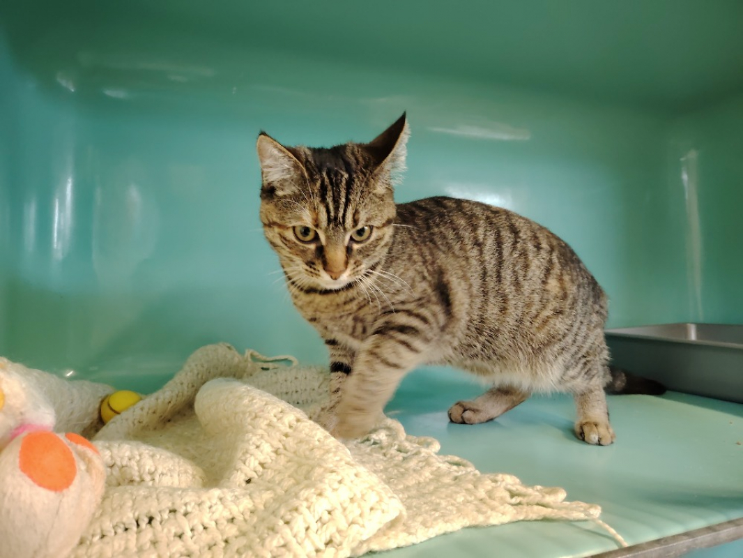 Photo #3 de Candy promise