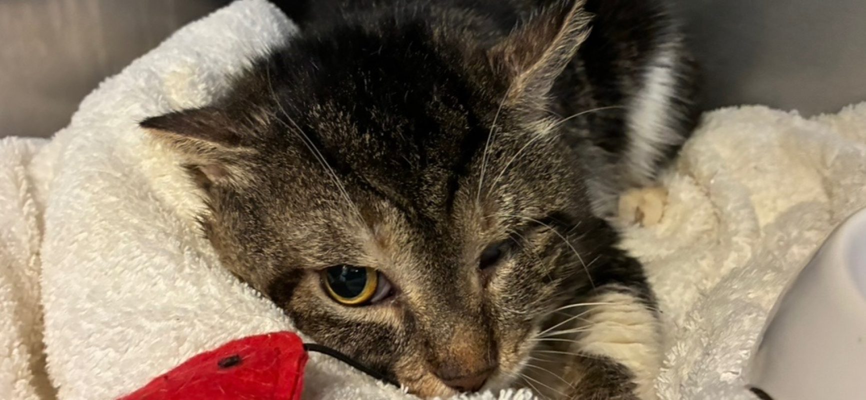 Benny - Chat Européen à adopter