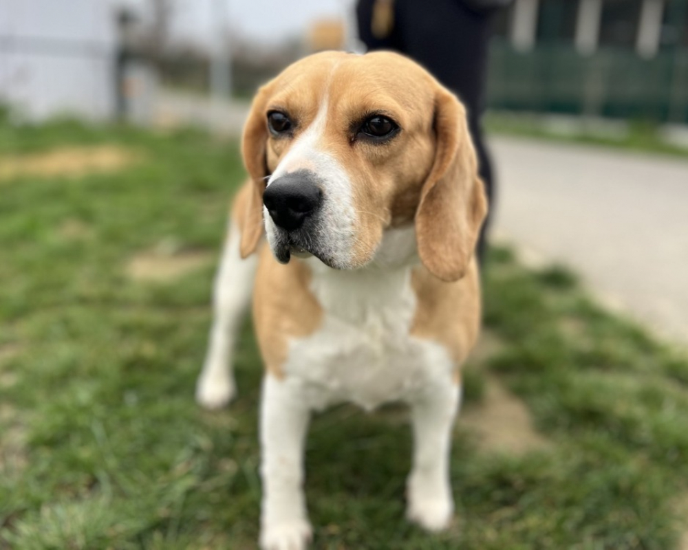 Photo #1 de Ovive tad koz/ molly