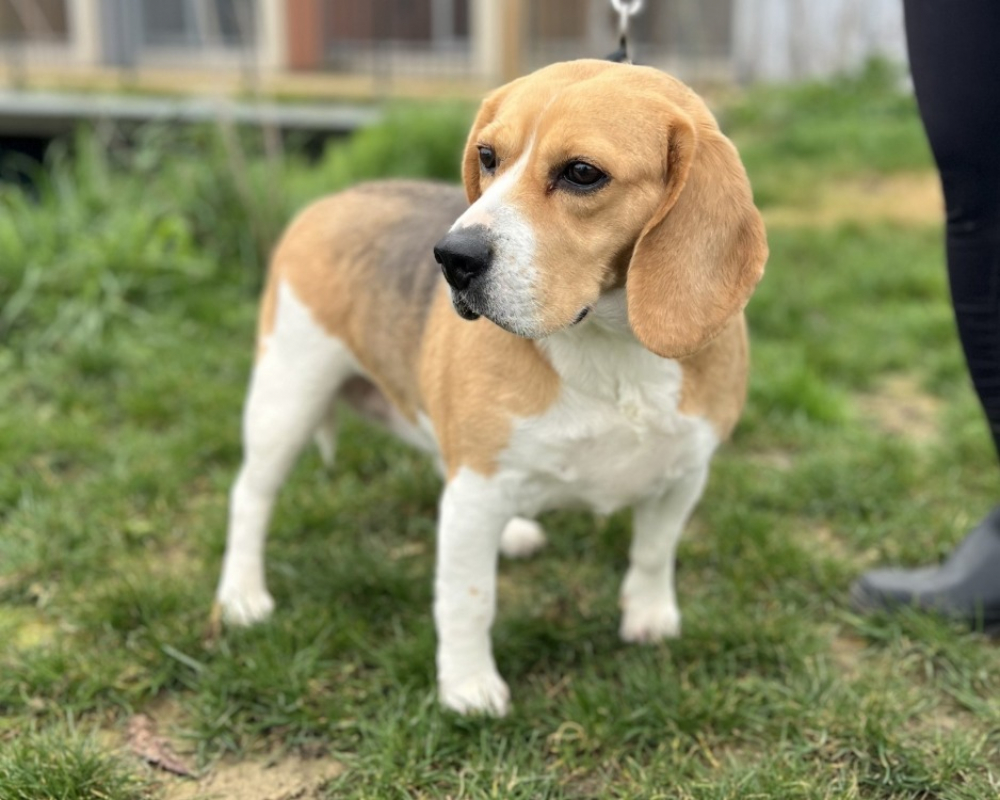 Photo #2 de Ovive tad koz/ molly