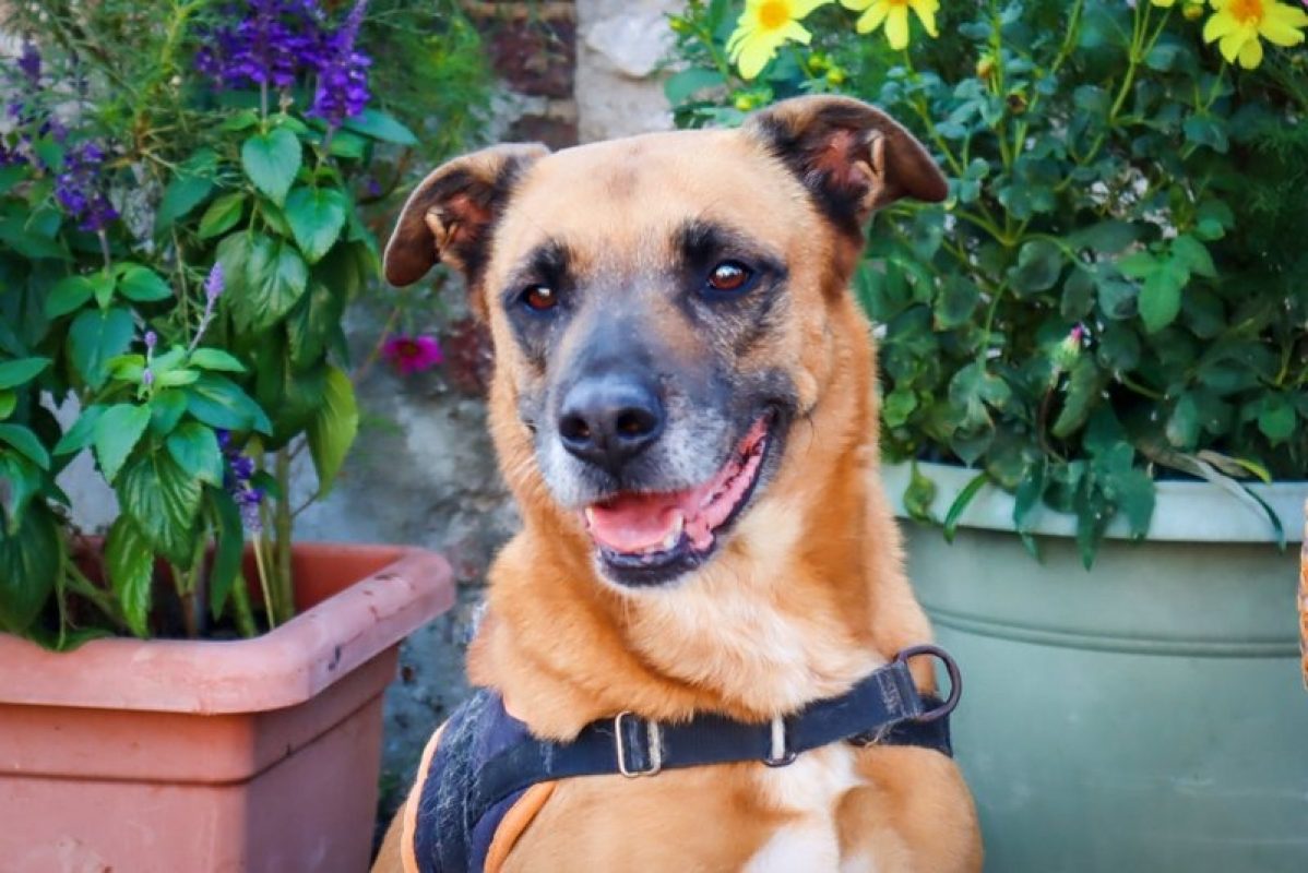 Valdi - Chien Berger à adopter