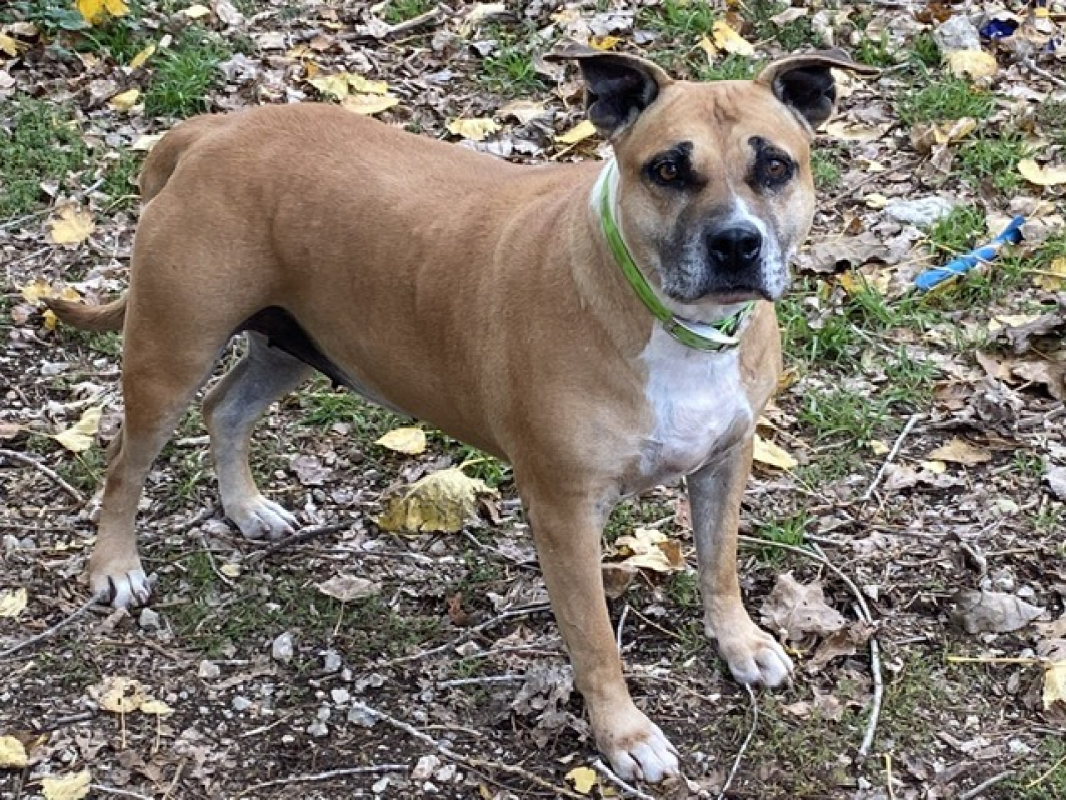 Photo #2 de Magic brown des gardiennes de sirius