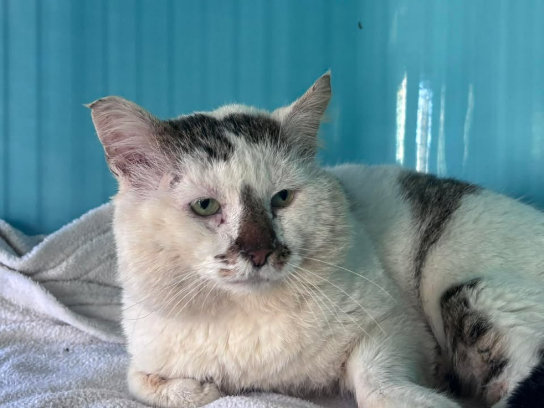 Photo #1 de Papi chat