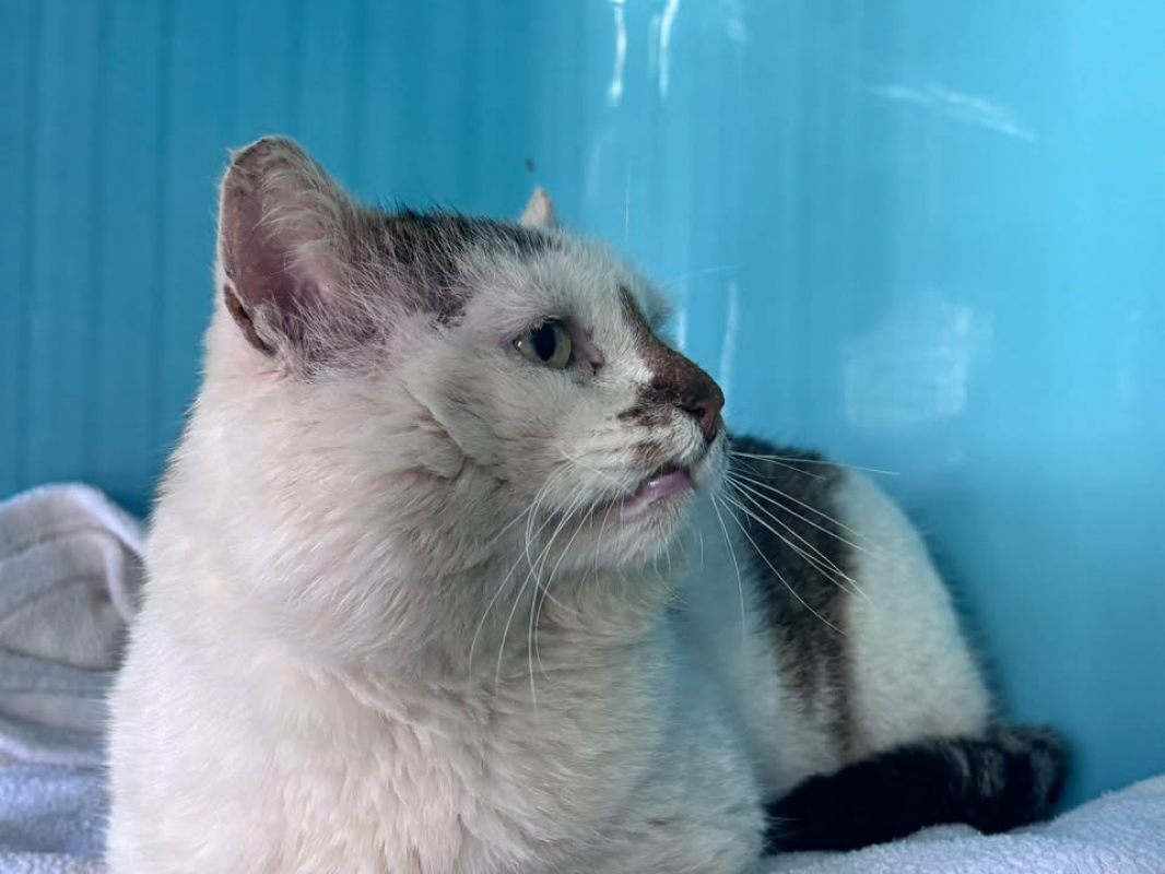 Photo #2 de Papi chat