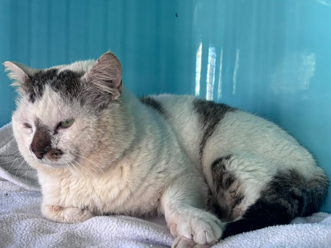 Photo #3 de Papi chat