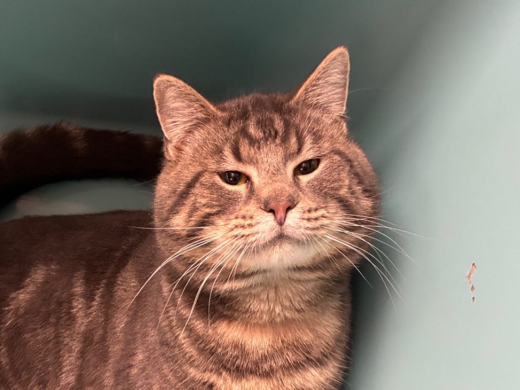 Silny Silny - Européen à adopter à Forbach (57) - Animaux.fr