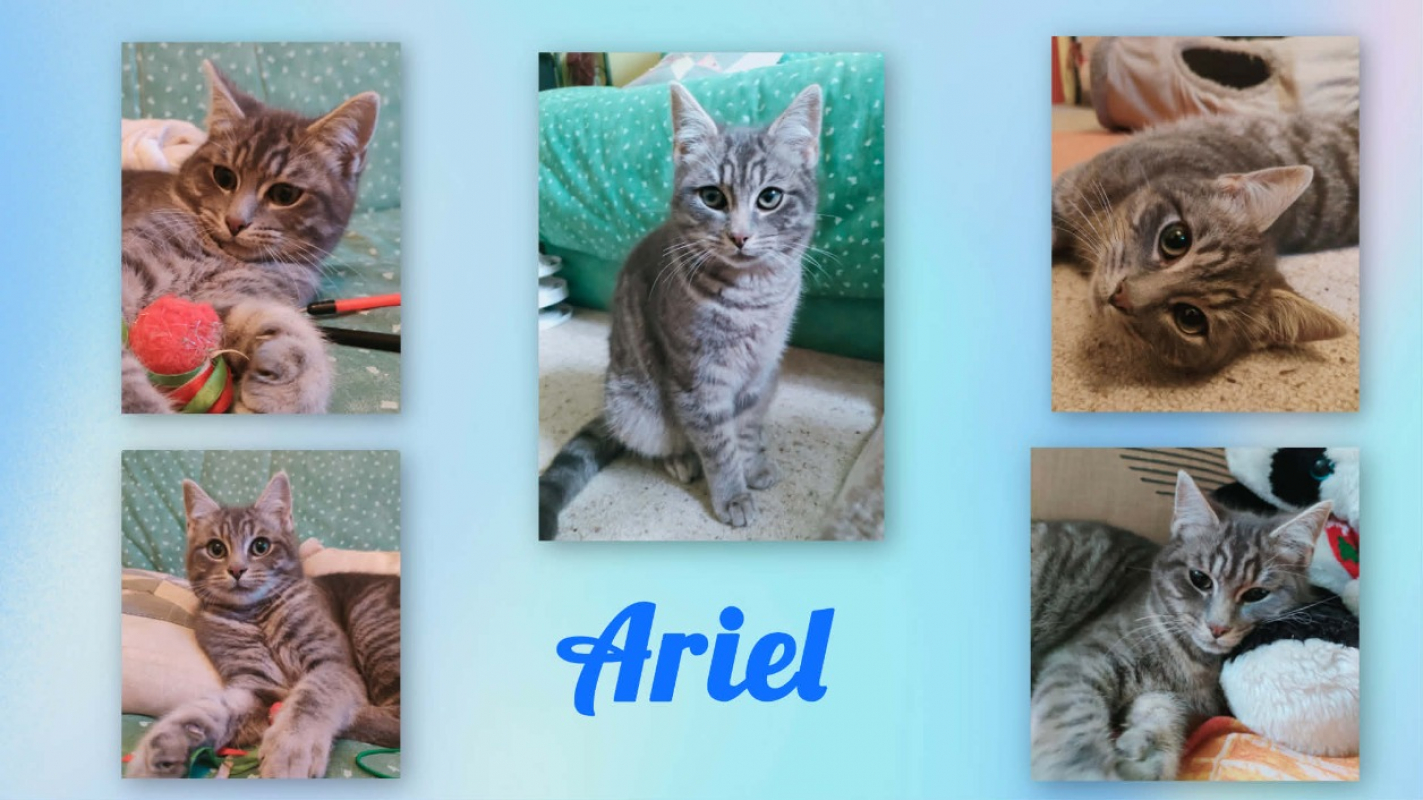 Photo #1 de Ariel