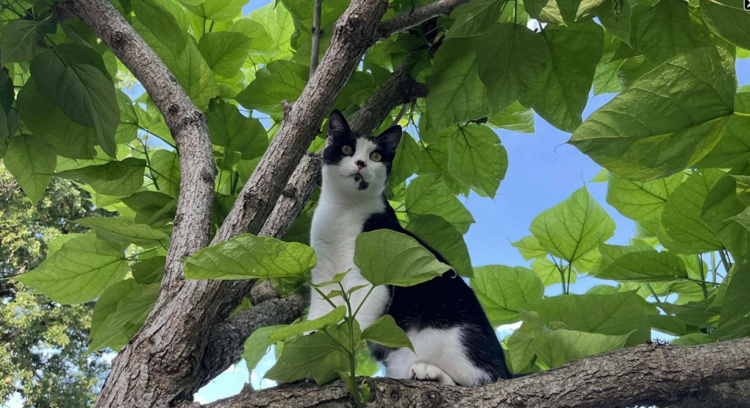 Photo #1 de Wallas et Palmito