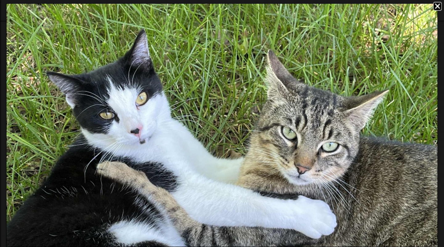 Photo #2 de Wallas et Palmito