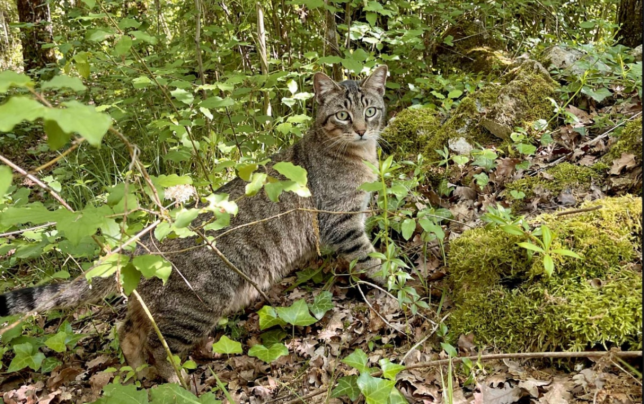 Photo #3 de Wallas et Palmito