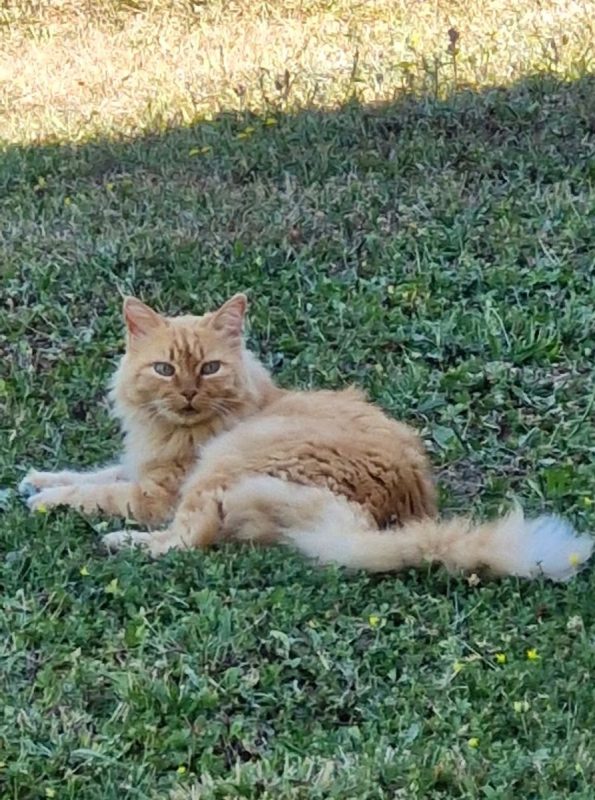 Eddy - Chat à adopter