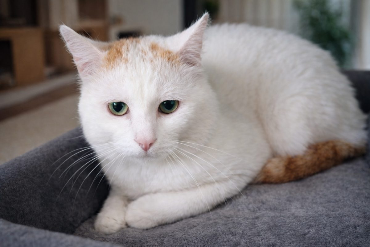 Simba - Chat Européen à adopter