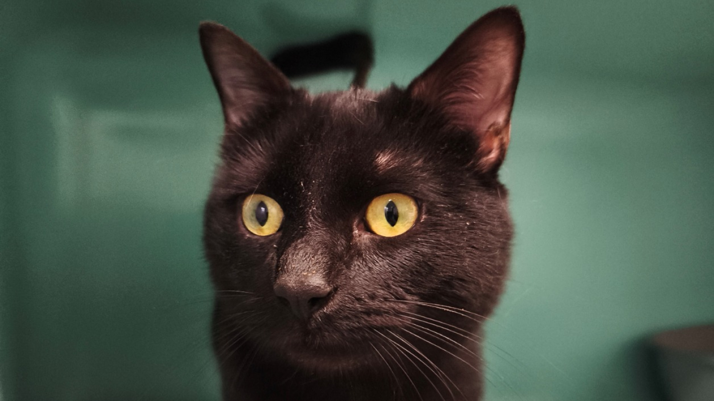 Photo #1 de Black-pearl