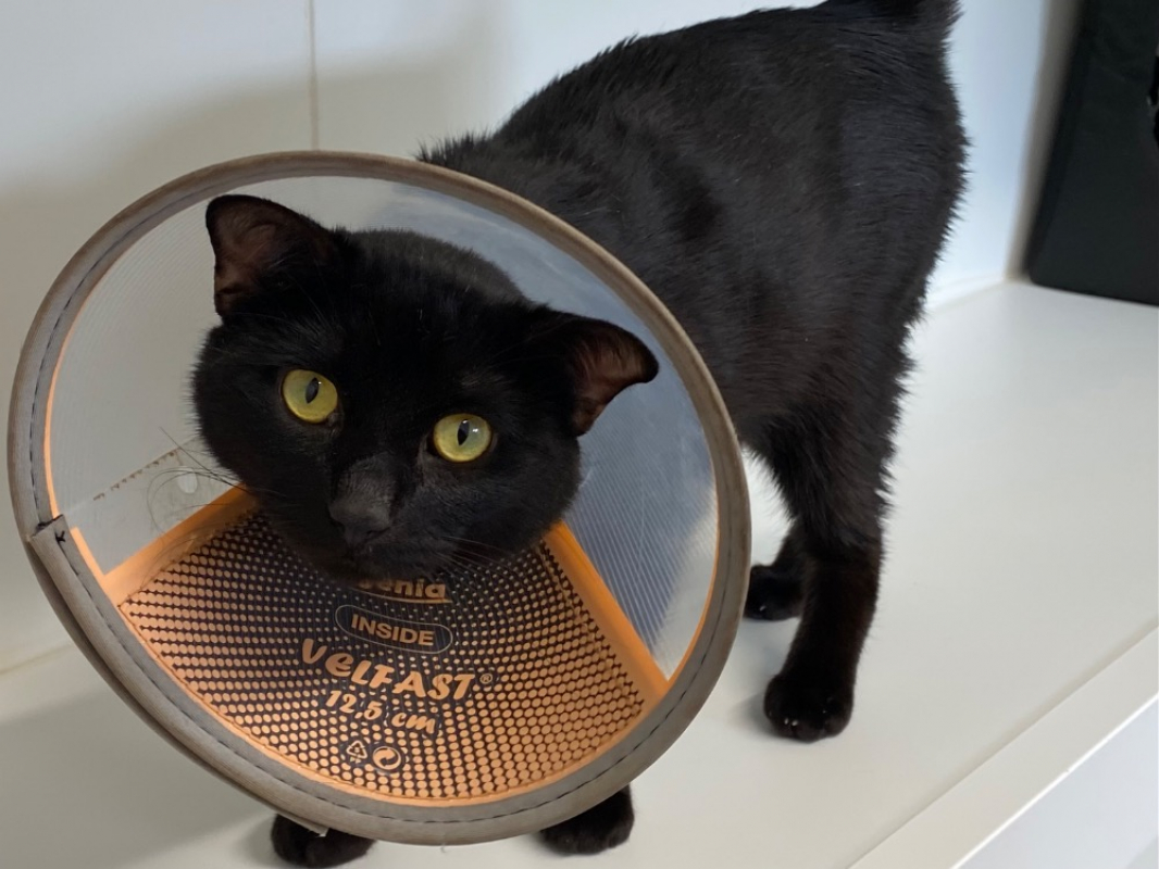 Photo #2 de Black-pearl