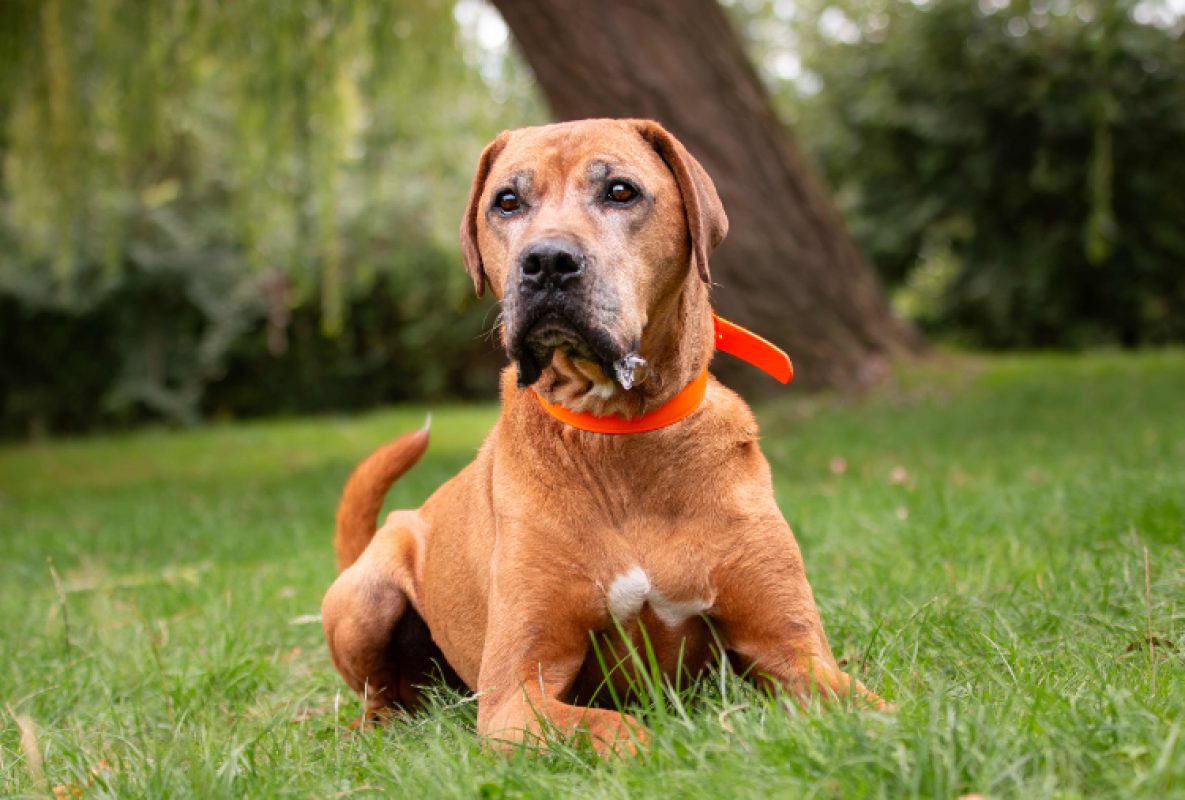 Murphy - Chien à adopter