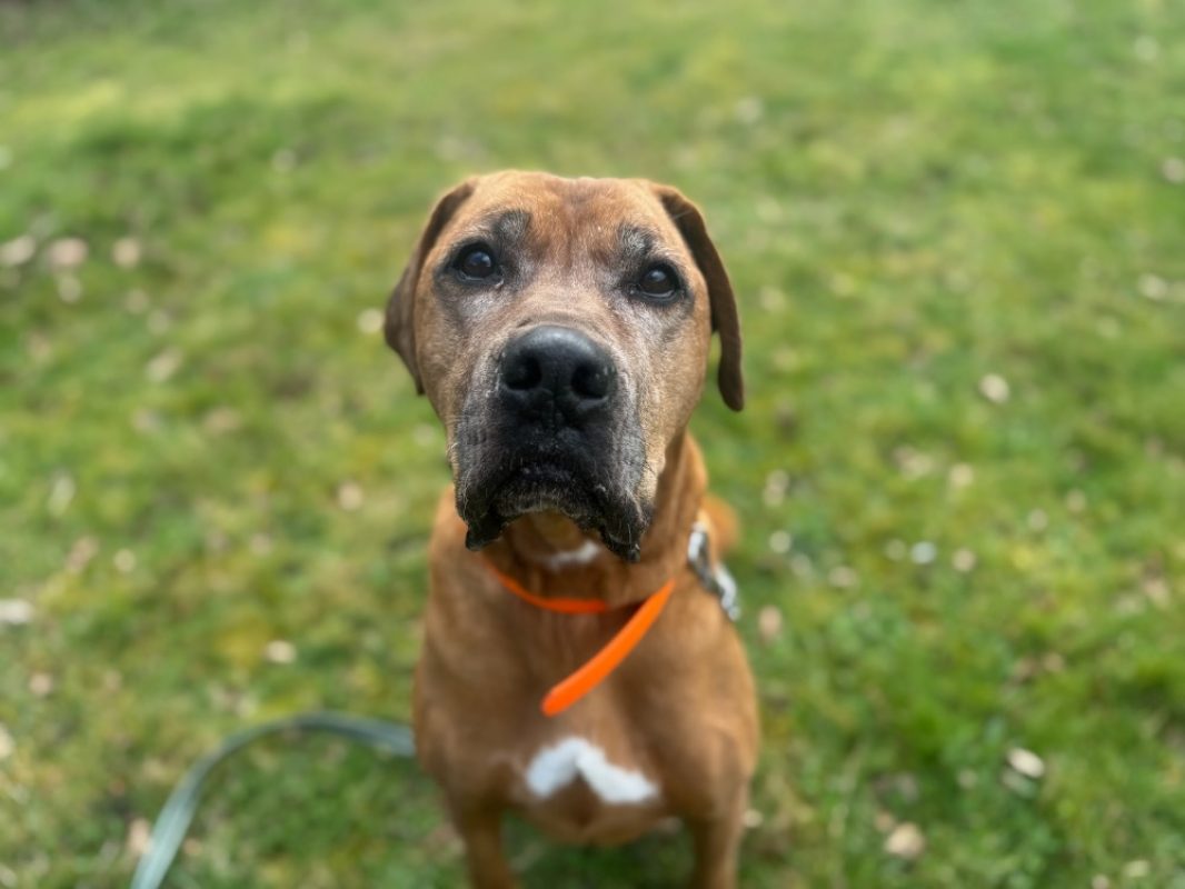Murphy - Chien à adopter - photo 6