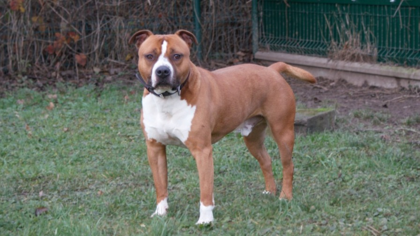 Photo #5 de Drago