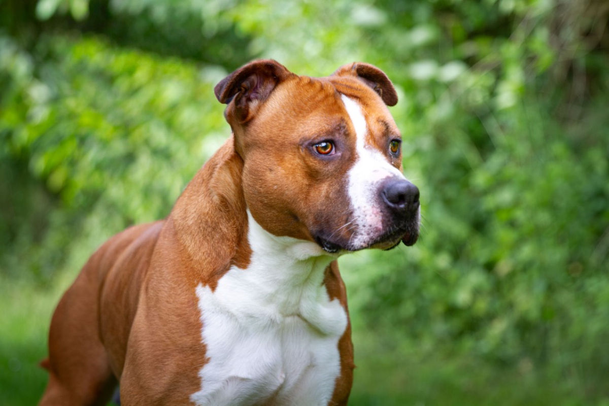 Photo #2 de Drago