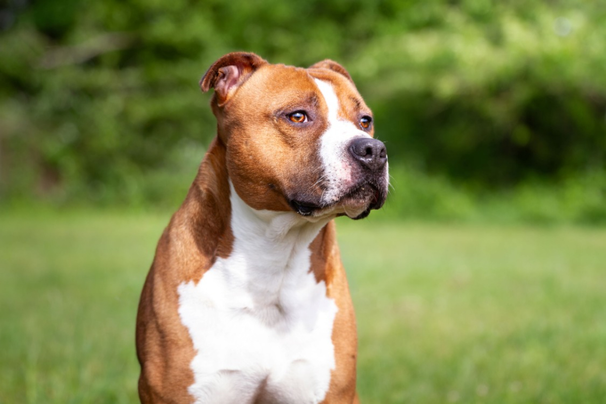 Photo #4 de Drago