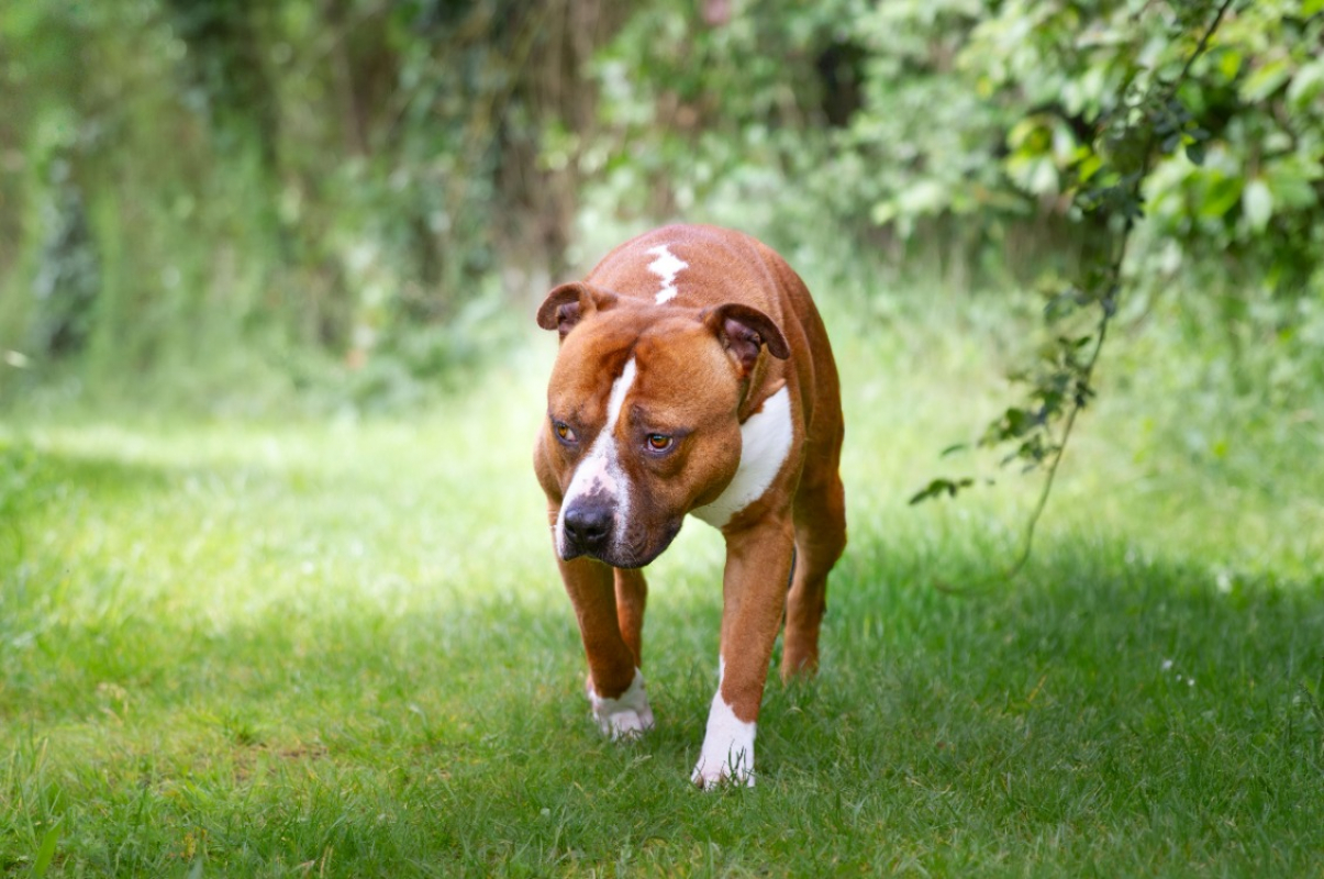 Photo #6 de Drago