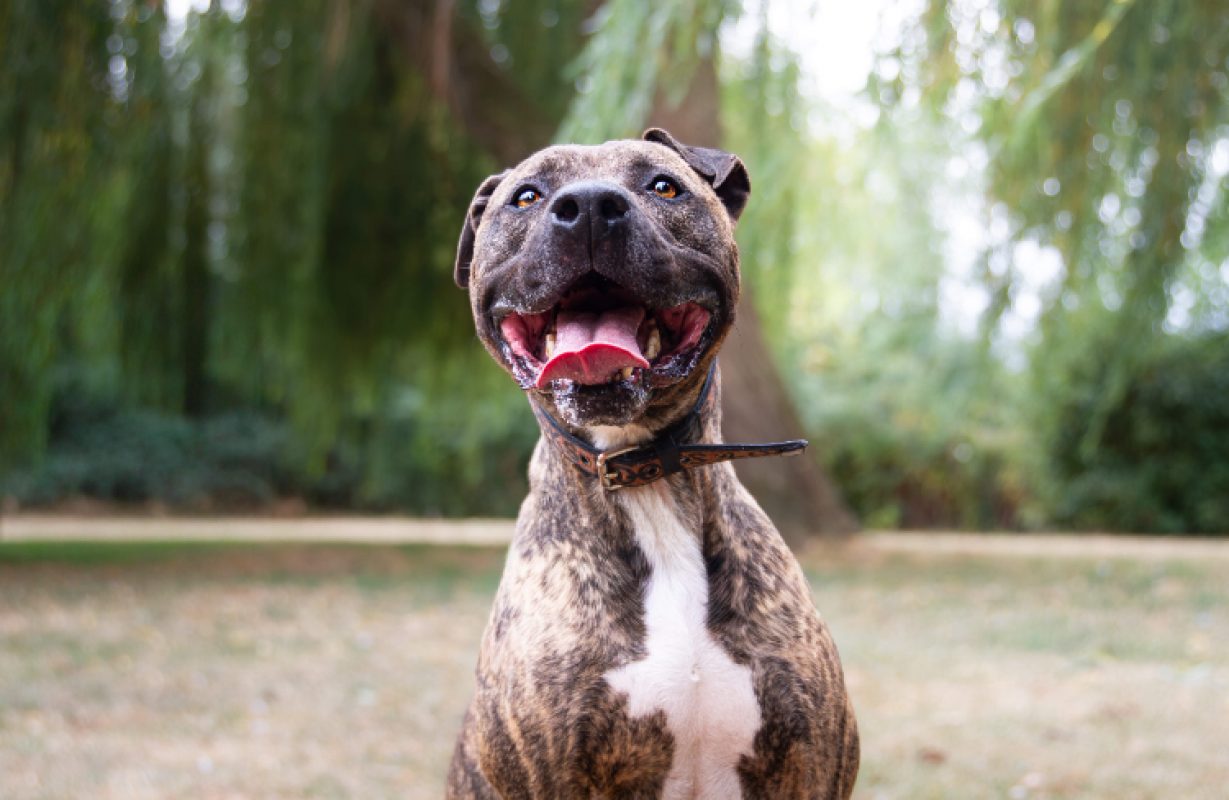 Ozeille - Chien Bouledogue Américain à adopter