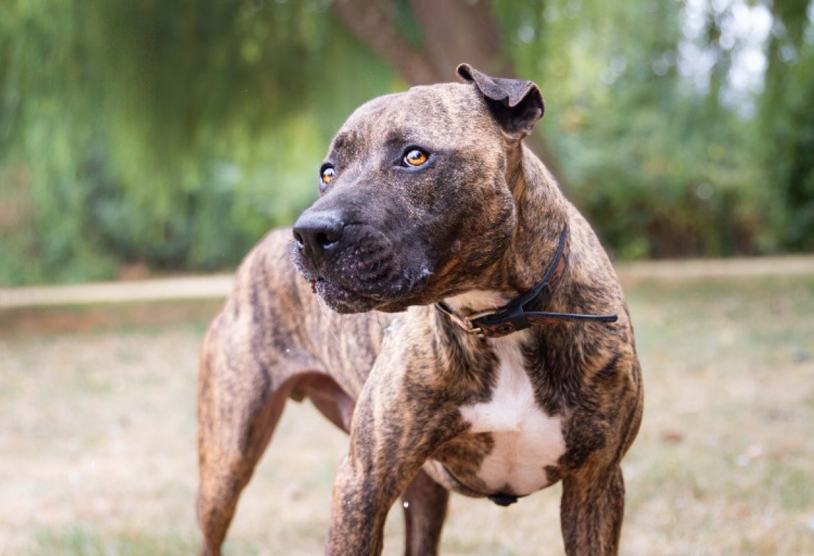 Ozeille - Chien Bouledogue Américain à adopter - photo 2